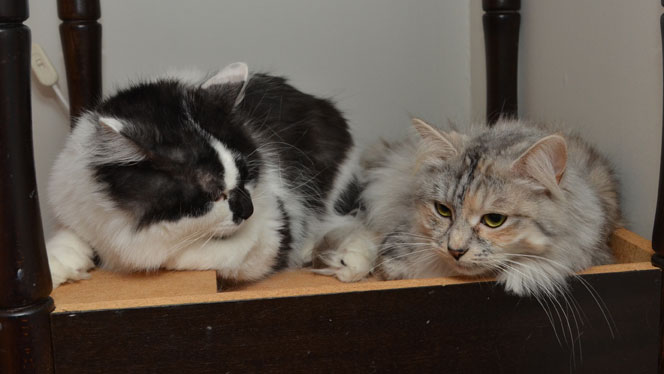 sibirisk katt Zinnie och Silver