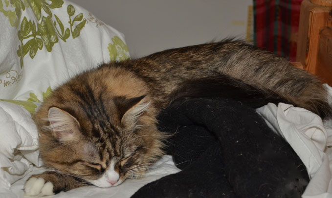 sibirisk katt Mitzi