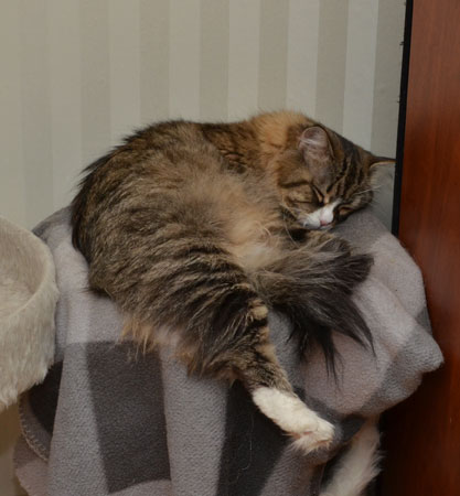 sibirisk katt Mitzi