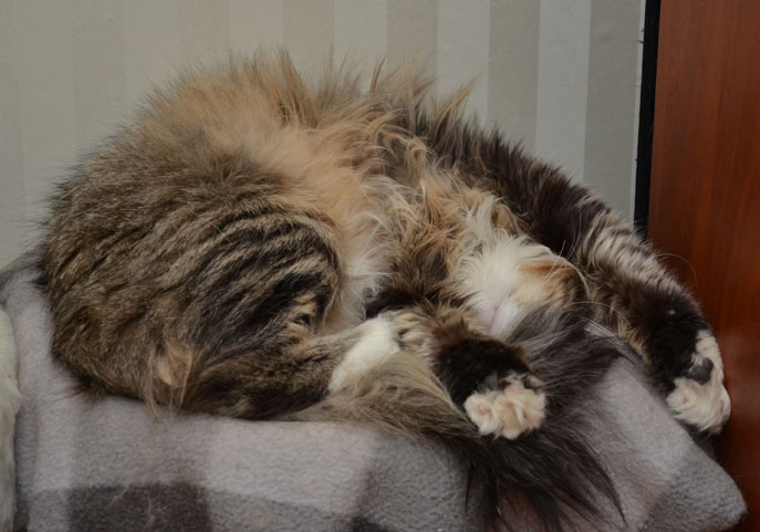 sibirisk katt Mitzi
