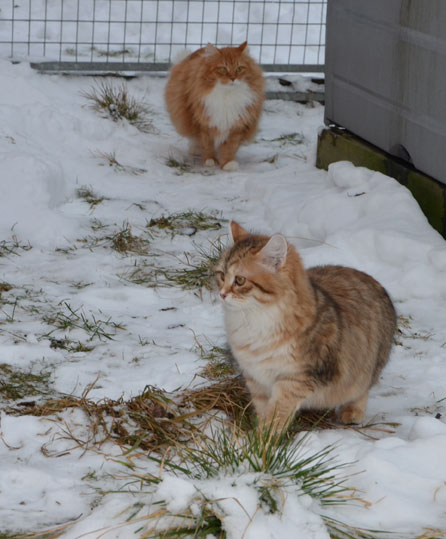sibirisk katt Queeni och Uni