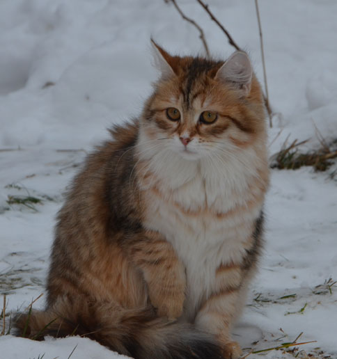 sibirisk kattunge Uni