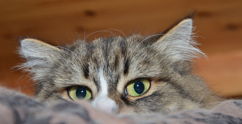 sibirisk katt Mitzi