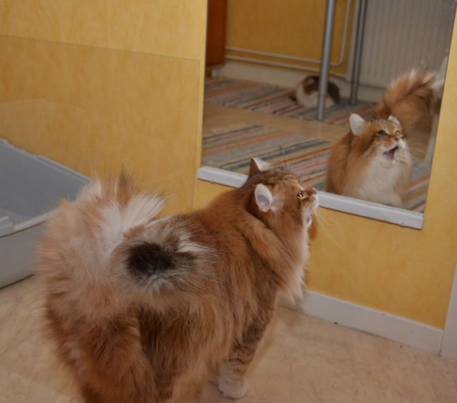 sibirisk katt Klimpen