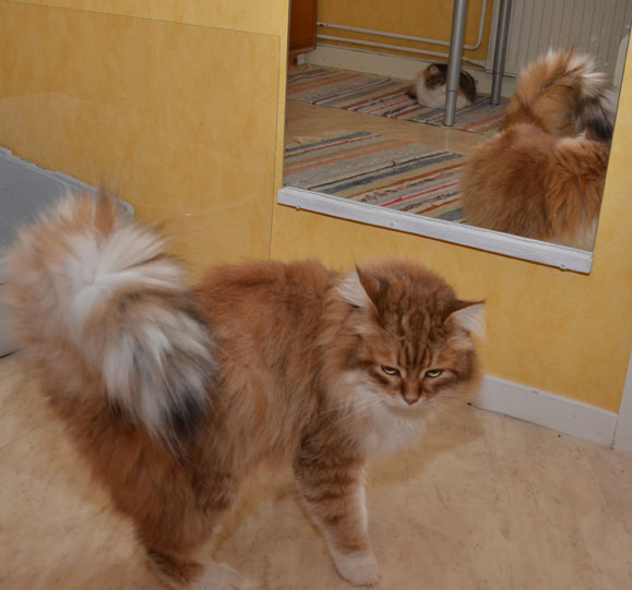 sibirisk katt Klimpen