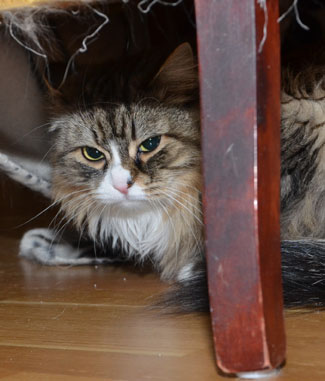 sibirisk katt Mitzi