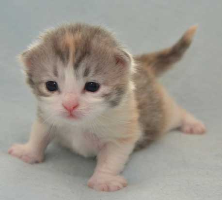 sibirisk kattunge Xenia