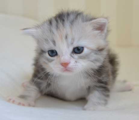 sibirisk kattunge Xui