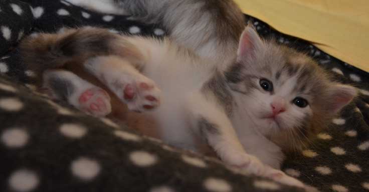 sibiriska kattungar Xenia