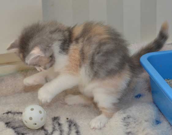sibirisk kattunge Xenia