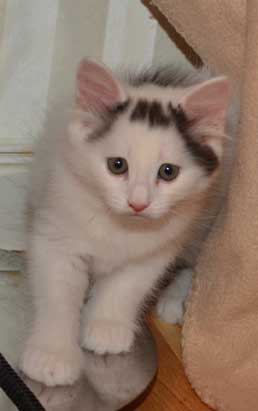 sibirisk kattunge Walker