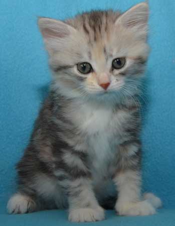 sibirisk kattunge Xui