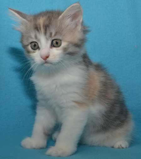 sibirisk kattunge Xenia