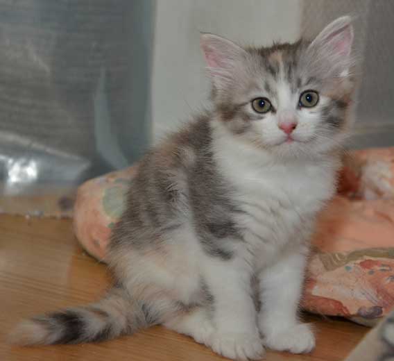 sibirisk kattunge Xenia