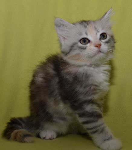 sibirisk kattunge Xui