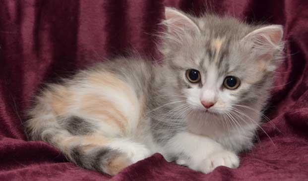 sibirisk kattunge Xenia