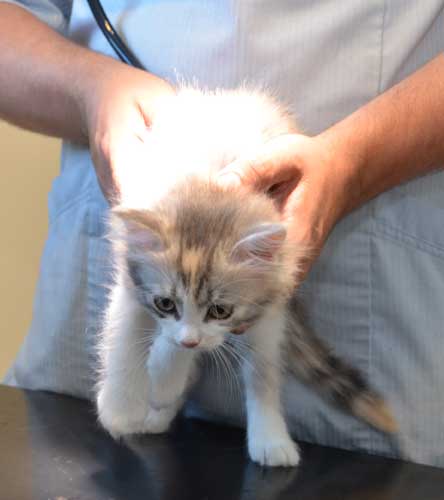 sibirisk kattunge Xenia