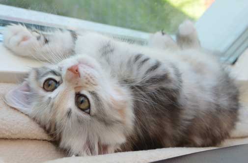 sibirisk kattunge Xui
