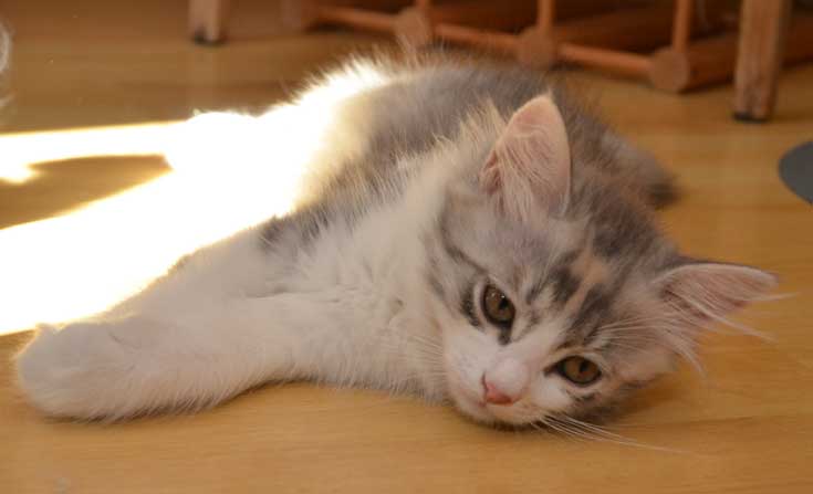 sibirisk kattunge Xenia