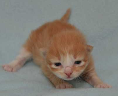 sibirisk kattunge Zeta