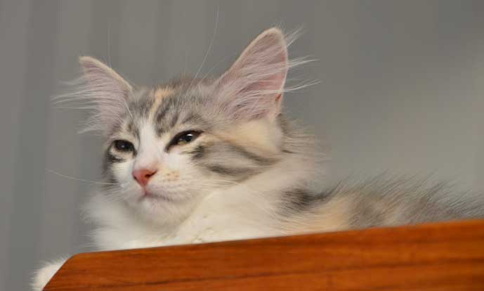 sibirisk kattunge Xenia