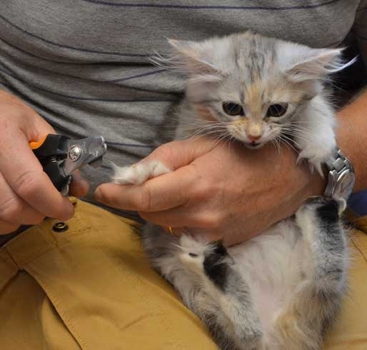sibirisk kattunge Xui