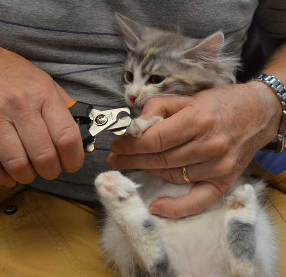 sibirisk kattunge Xenia