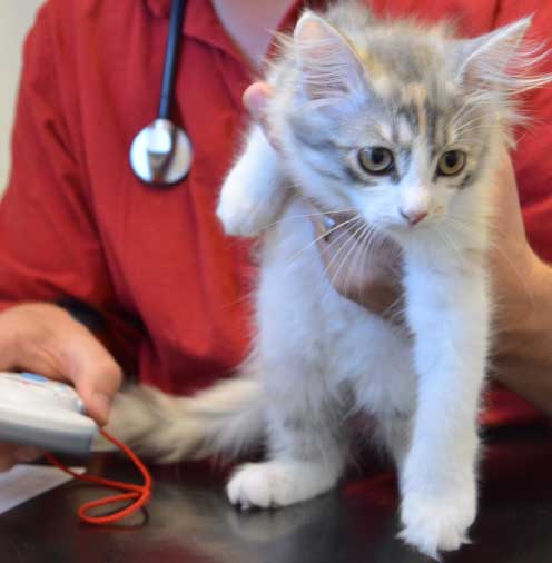 sibirisk kattunge Xenia
