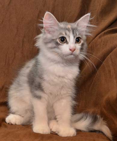 sibirisk kattunge Xenia