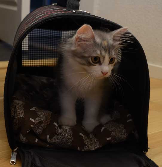 sibirisk kattunge Xenia