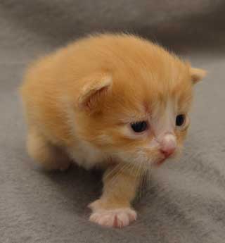 sibirisk kattunge Zeta