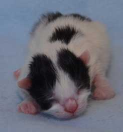 sibirisk kattunge Atric