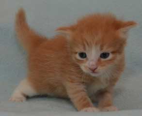 sibirisk kattunge Zeta