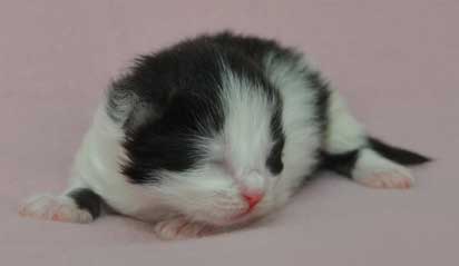 sibirisk katt Artemis