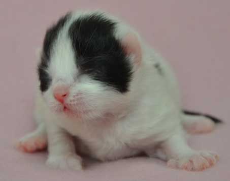 sibirisk kattunge Atric