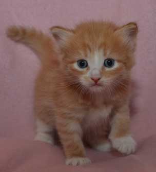 sibirisk kattunge Zeta