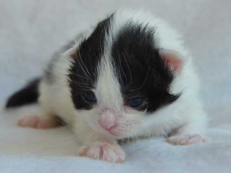 sibirisk kattunge Atric