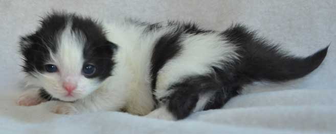 sibirisk kattunge Artemis