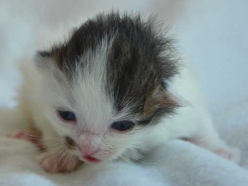 sibirisk kattunge Avior