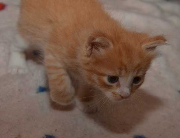 sibirisk kattunge Zeta