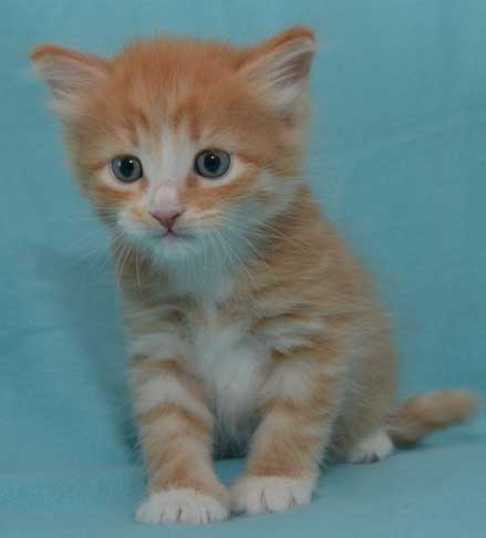 sibirisk kattunge Zeta