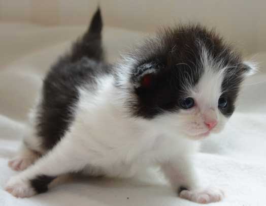sibirisk kattunge Artemis