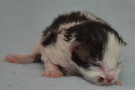 sibirisk kattunge Baker