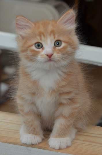 sibirisk kattunge Zeta
