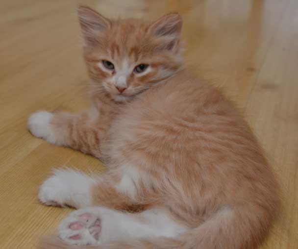 sibirisk kattunge Zeta