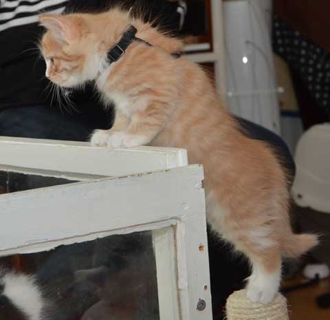 sibirisk kattunge Zeta