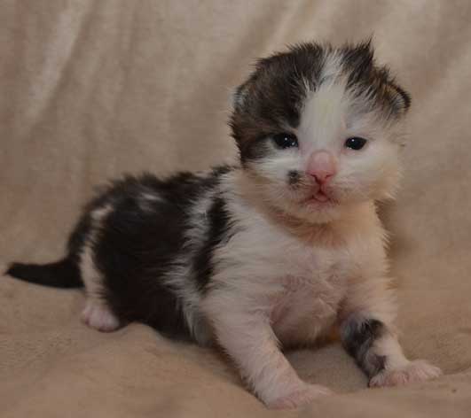 sibirisk kattunge Baker