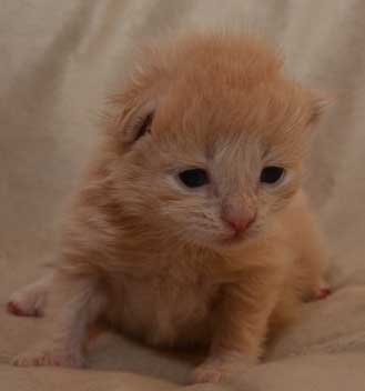 sibirisk kattunge Barry