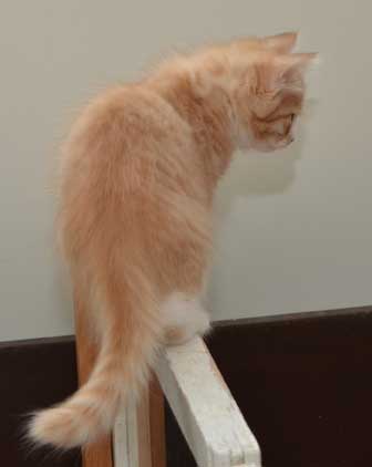 sibirisk kattunge Zeta