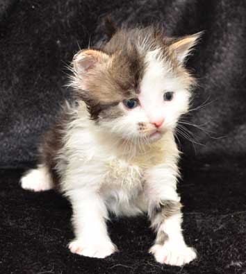 sibirisk kattunge Baker